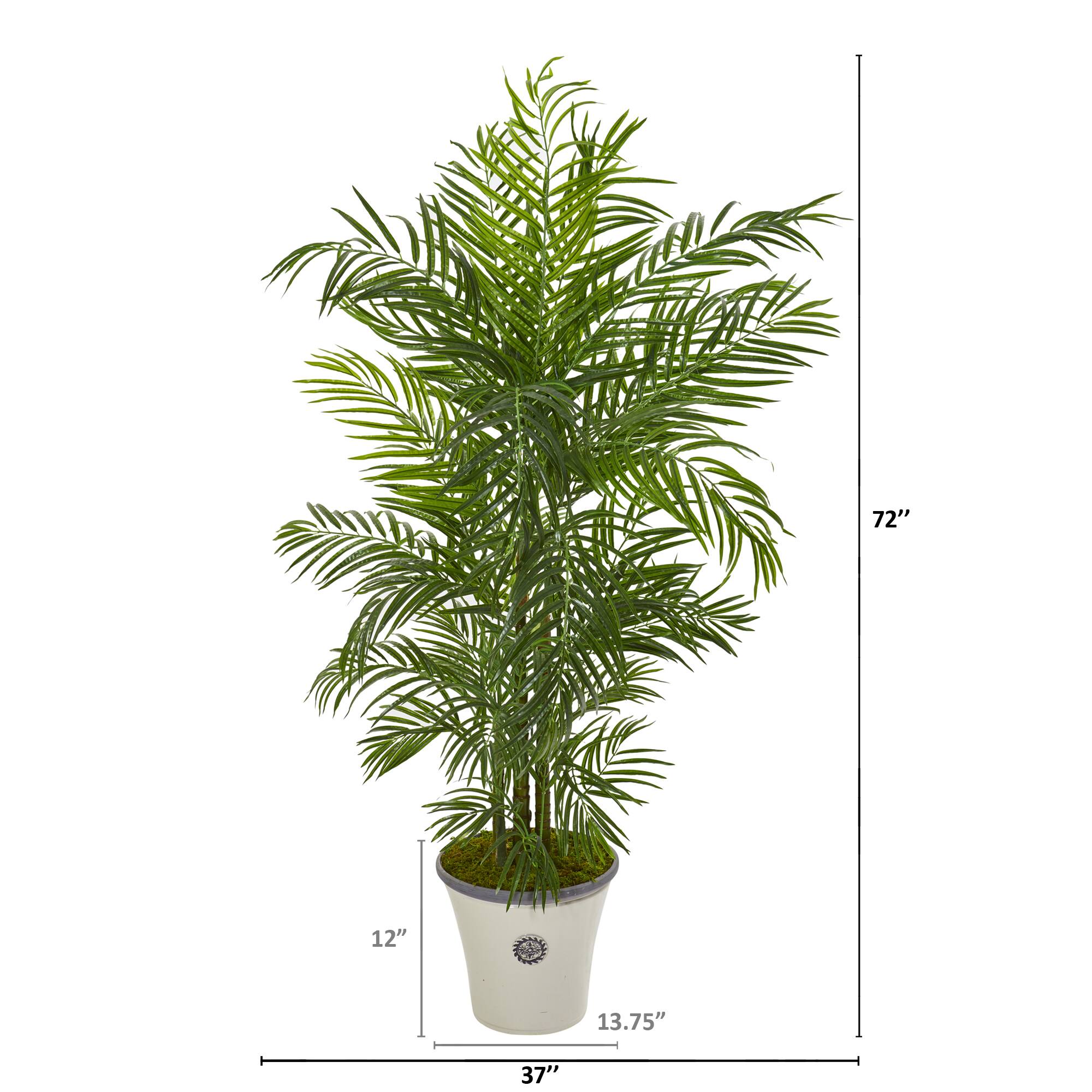 6ft. Areca Palm Tree in White Planter